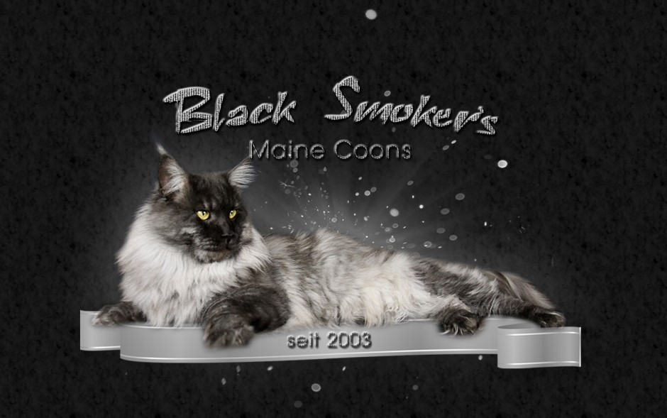 Black Smoker's Maine Coon